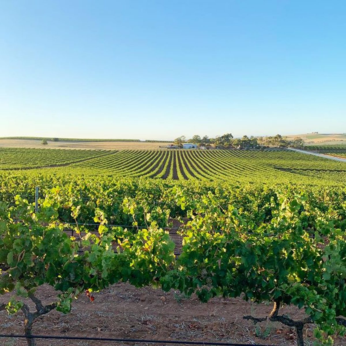 Koerner Wine