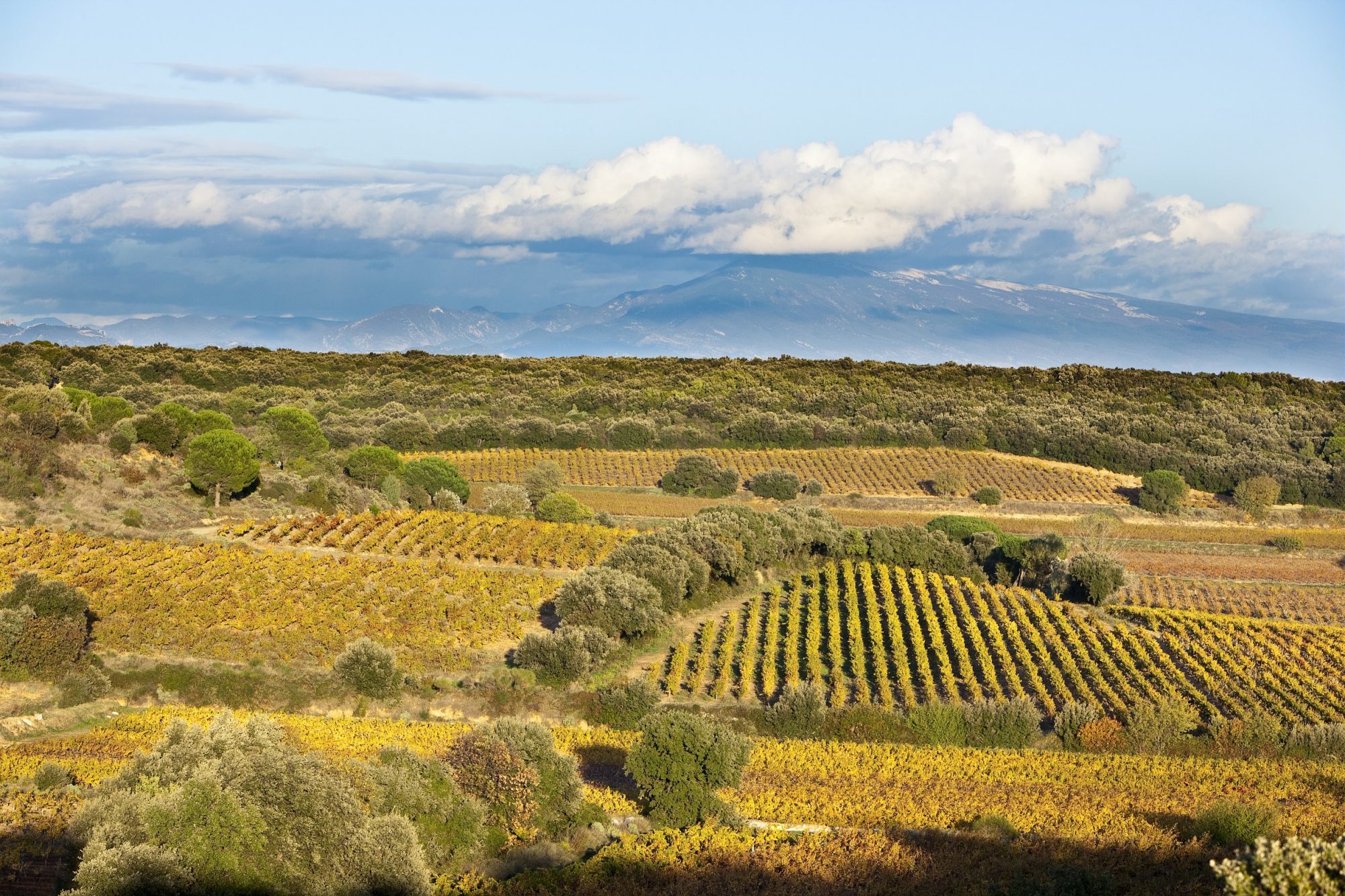 https://makersvine.com/content/uploads/2021/09/Chateau-de-Manissy-Mt-Ventoux.jpg